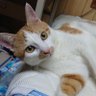 Profilbild von おほ刹那Hセイエイ