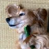 サメ 的头像
