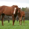 Фото профиля YSスタッドの子供たち