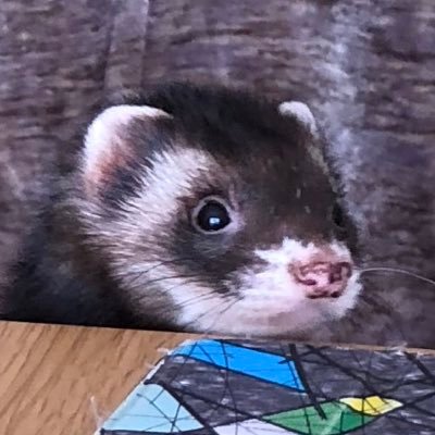 わたわたペット@中の人's profile picture