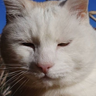 Jack Passmore's profile picture