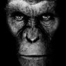 Mr.Guacamole's profile picture