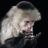 Profilbild von KingKongsErben