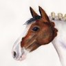 Barrister's Horse's profile picture