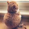 AcrsChieng profil fotoğrafı