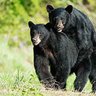 Heated Black Bear☘️💣 profil fotoğrafı