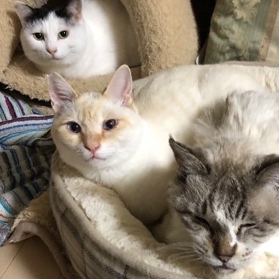 猫みや's profile picture