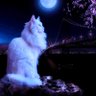 Ali ❀'s profile picture