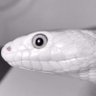 Surpresed_MF's profile picture