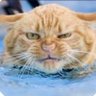 Profilbild von Hawkeye@TriggeredNews