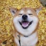 Rやまだたろう 的头像