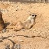 Profilbild von ねこねこ