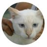 mp4.HD profil fotoğrafı
