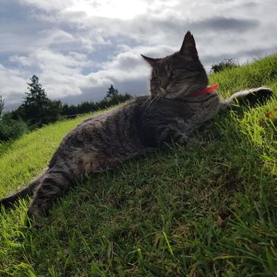 LoCoAde_'s profile picture