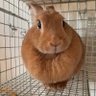 Profilbild von orange marron