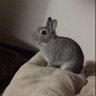 杏仁豆腐 的头像