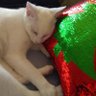 Zsa Zsa profil fotoğrafı