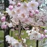 Фото профиля みかん