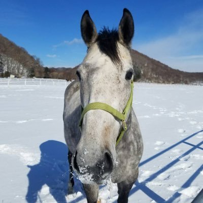 éŠ¬äž»ç§æžðŠ's profile picture