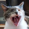 Profilbild von Waniko