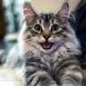 Фото профиля The Twinkle Cat