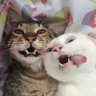 Gamsahamnida profil fotoğrafı