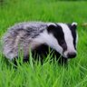 🏴☠️ Bumblingbadger 🇬🇧🦾🏁🇺🇦 #❤97 的头像