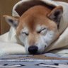 がんばりやま 的头像