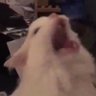 Realbaconator's profile picture