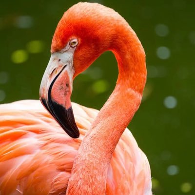 flymingo3's profile picture