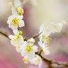 anko ひとりでひとりじゃない profil fotoğrafı