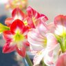 下園 みき profil fotoğrafı