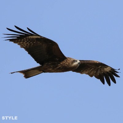 北の鳶's profile picture