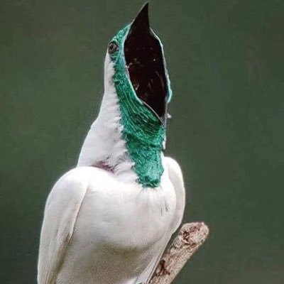 Södergöken's profile picture
