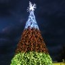 Tigerccx's profile picture