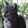 Mabelis's profile picture