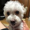 maro 的头像