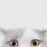 Espritdecorp's profile picture
