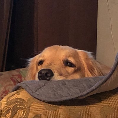 berryrikujoulo1's profile picture