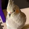 yasu's profile picture