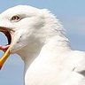 Virela profil fotoğrafı