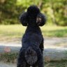 asami_mei profil fotoğrafı