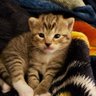 Profilbild von Meowcifur