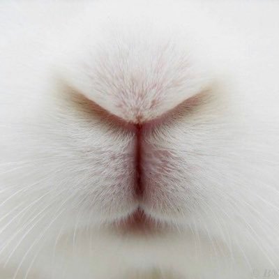 Bunnies's profile picture