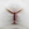 Bunnies's profile picture