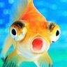 金魚@'s profile picture