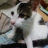 Фото профиля pochi-p★ニャーニャーなく猫