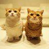 Profilbild von อวดแฟนขาวหมวย