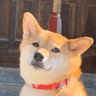 らら*ぱーち's profile picture
