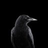 Фото профиля 1 crow